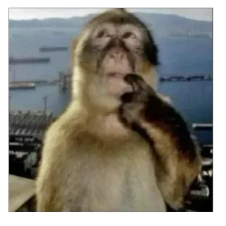🤔 Barbary macaque telegram sticker