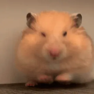 🥱 hamster, knaagdier, huisdier, dier, schattig telegram sticker