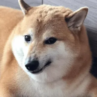🐕 Doge perro, shiba inu, meme, animal, mascota, doge whatsapp sticker