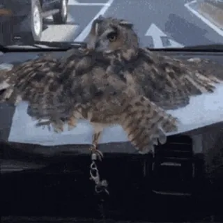 🦉 cú mèo, chim, động vật, bảng điều khiển, xe hơi telegram sticker