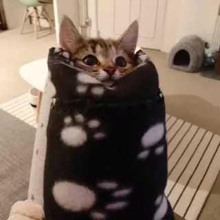 🐱 cat, kitten, blanket, animal, pet, cute telegram sticker