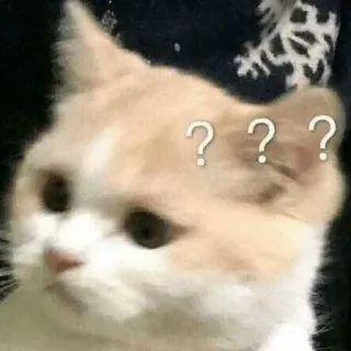 🗿 ??? แมว, สับสน, เครื่องหมายคำถาม, กำลังคิด, มีม telegram sticker