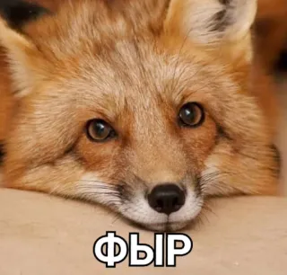 😌 ФЫР raposa, animal, fofo, vida selvagem, mamífero, retrato telegram sticker