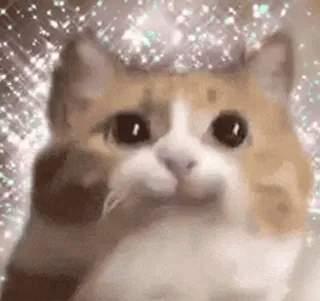 🐱 chat, doigt d'honneur, geste obscène, paillettes, animal, mème whatsapp sticker