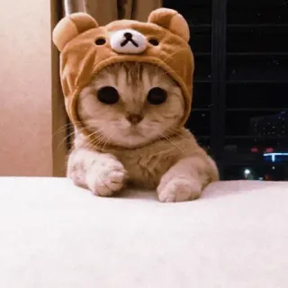 😜 mèo, mèo con, động vật, dễ thương, mũ gấu, thú cưng, đáng yêu telegram sticker