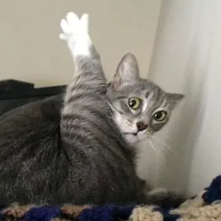 🍗 Katze, Stinkefinger, lustig, Tier, unhöflich telegram sticker