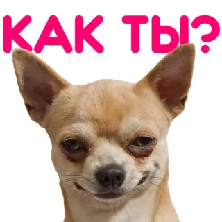 😉 КАК ТЫ? dog, chihuahua, russian, text telegram sticker