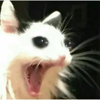 😂 cat, scream, meme, animal telegram sticker
