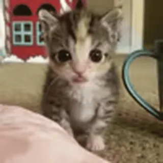 🐱