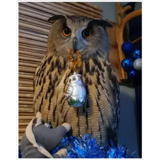 🎄 owl, bird, christmas, ornament, holiday, winter, decoration, nature, animal telegram sticker