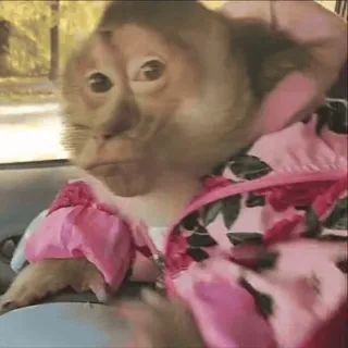 🗿 monkey, animal, primate, clothing, cute telegram sticker