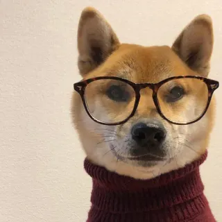 🐗 dog, shiba inu, glasses, sweater, animal, pet, cute, funny telegram sticker