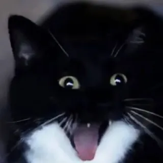 💀 cat, black cat, tuxedo cat, open mouth, yawning whatsapp sticker