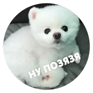 🙁 НУ ПОЗЯЗЯ 犬, 可愛い, 子犬, 白, ふわふわ telegram sticker