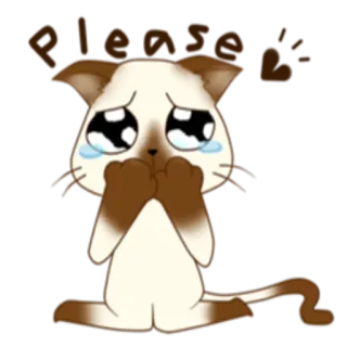 🙏 please gatto, elemosinare, supplicante, carino, triste whatsapp sticker