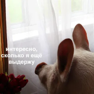 😑 интересно, сколько я ещё выдержу zwierzę, kot, okno, kwiaty, zamyślony, patrzący telegram sticker