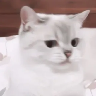 🎀 猫, 动物, 可爱, 家养, 宠物, 白猫 telegram sticker