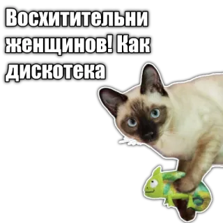 🦎 Восхитительни
женщинов! Как
дискотека cat, disco, women, sticker telegram sticker