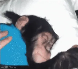 🤩 sleeping, chimpanzee, animal, ape, cute whatsapp sticker