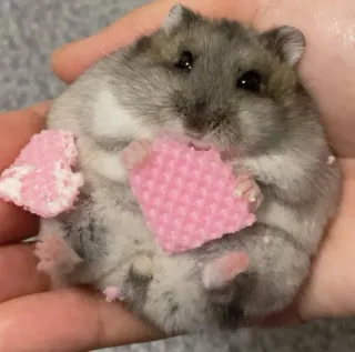 😋 hamster, cute, animal, pink, pet, rodent telegram sticker