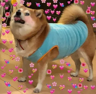 😛 hond, shiba inu, schattig, hart, dier, sticker, meme, hartverwarmend telegram sticker