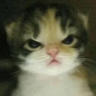 😡 Katze, Kätzchen, wütend, grummelig, Katzenartig, Haustier, Tier telegram sticker