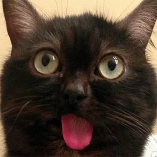 😜 gato, gato preto, animal, animal de estimação, fofo, engraçado, língua, meme whatsapp sticker