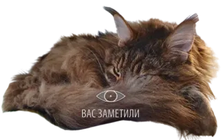 👁 ВАС ЗАМЕТИЛИ кот, глаз, спящий, милый, русский, текст telegram sticker