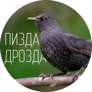 🐦 ПИЗДА ДРОЗДА pássaro, melro, insultante, russo, ofensivo telegram sticker
