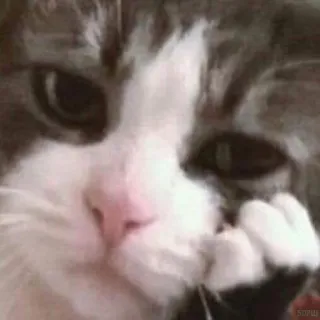😕 cat, kitten, sad, cute, animal, pet, mammal, domestic cat telegram sticker