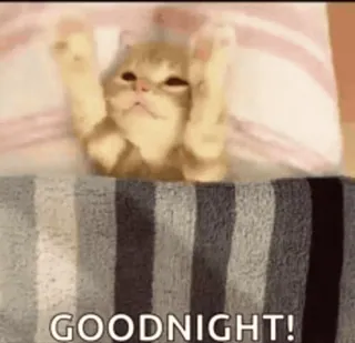 🌟 GOODNIGHT! cat, goodnight, sleep, animal, cute telegram sticker