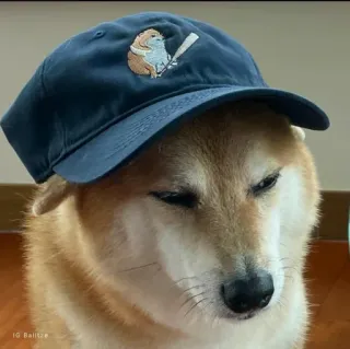 ❤️ IG Baltitze dog, shiba inu, baseball, meme, hat telegram sticker