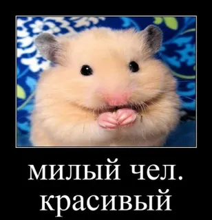 🐹 милый чел. красивый hamster, mignon, drôle, animal whatsapp sticker