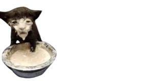 😩 cat, animal, pet, eating, bowl telegram sticker