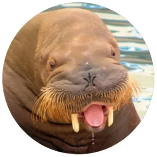 🥵 mors, zwierzę, ssak, zwierzę morskie, dzika przyroda telegram sticker