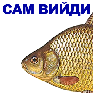 🐠 poisson, animal, aquatique, écailles, nage whatsapp sticker