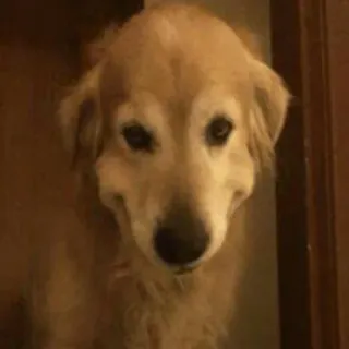 😉 perro, golden retriever, animal, mascota, animal doméstico telegram sticker