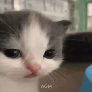👀 AGM gatto, gattino, carino, animale telegram sticker