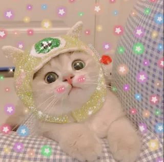 💖 @moongshadow gatto, carino, animale, animale domestico, gattino, cappello, kawaii, divertente telegram sticker