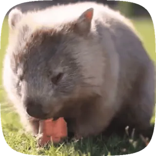 🥕 wombat, animal, australian wildlife, mammal whatsapp sticker