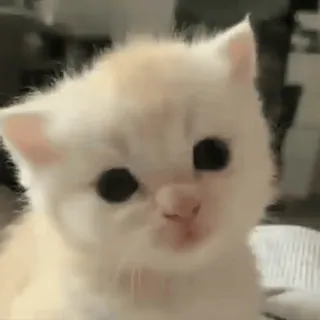 🥺 mèo con, mèo, dễ thương, thú cưng, động vật, nhỏ, lông, nhà telegram sticker