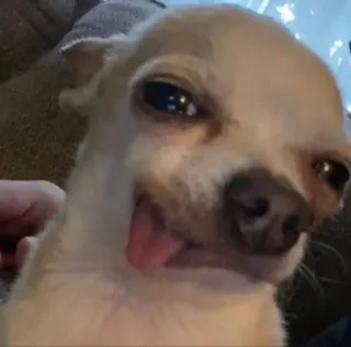 🤪 perro, chihuahua, lengua, animal, mascota, gracioso telegram sticker
