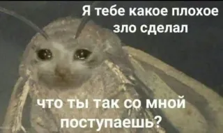 🥺 Я тебе какое плохое зло сделал что ты так со мной поступаешь? ćma, kot, smutny, rosyjski, mem, zwierzę, owad telegram sticker