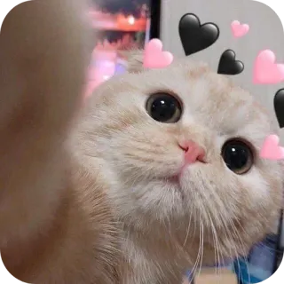🖤 telegram sticker