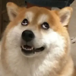🙄 cane, shiba inu, animale, carino, meme telegram sticker