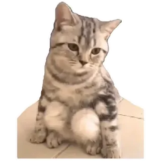 😸 cat, kitten, pet, animal, cute telegram sticker