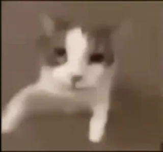 ☠ gato, animal, animal de estimação, mamífero telegram sticker