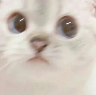 🐱 cat, cute, animal, pet, meme, funny whatsapp sticker