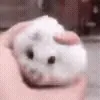 🐹