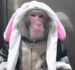 🐰 scimmia, animale, coniglio, costume, carino whatsapp sticker